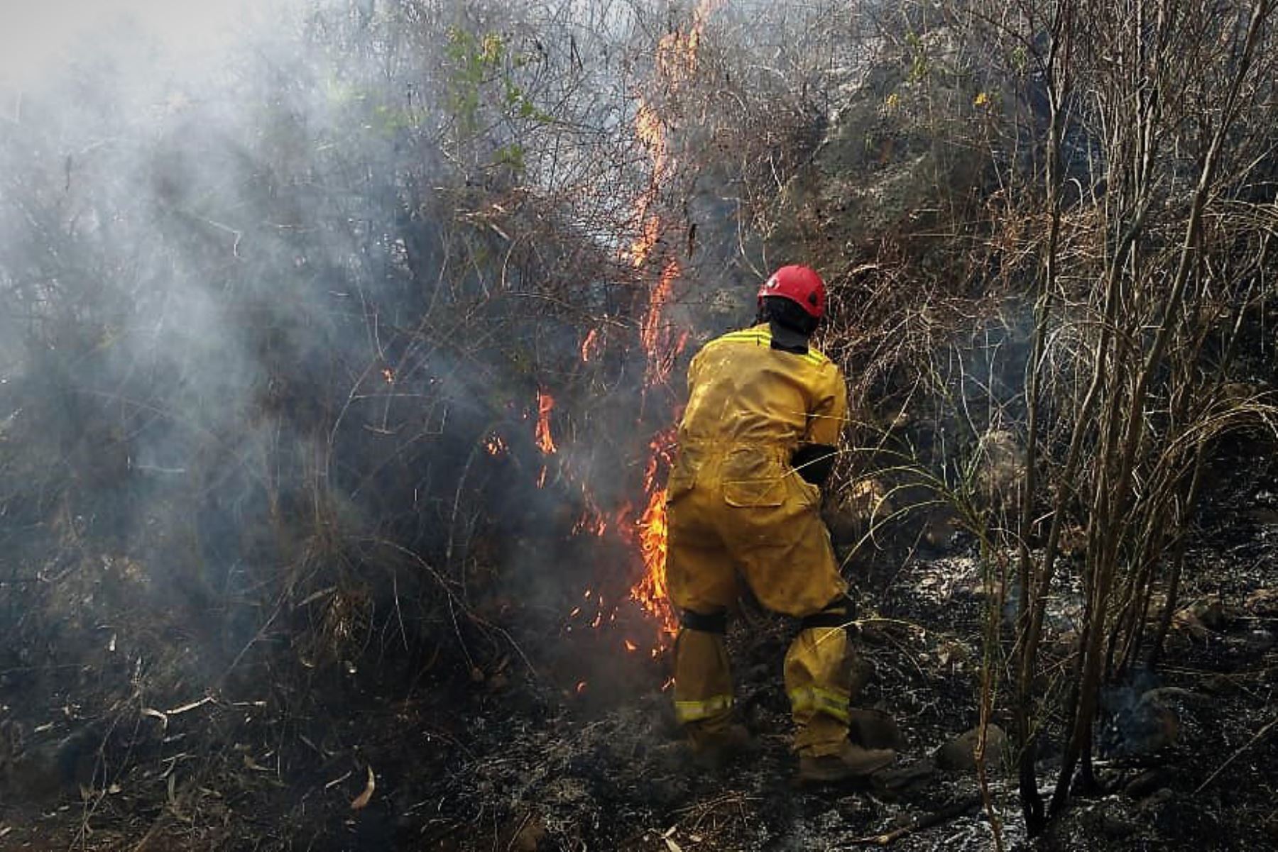 Un bombero lucha contra el fuego en otro de los incendios forestales registrados en la región Áncash, esta vez en el distrito de Acopampa, provincia de Carhuaz. ANDINA/Difusión
