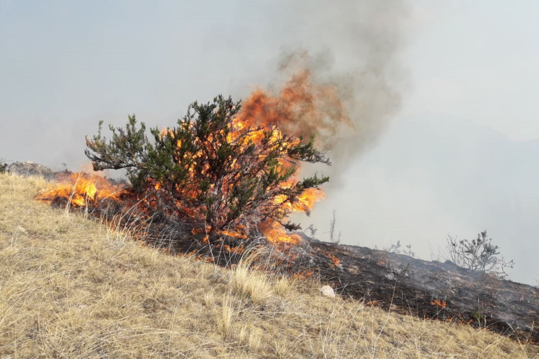 Los incendios forestales registrados en nueve provincias de la región Cusco fueron controlados esta tarde. Foto: ANDINA/Difusión