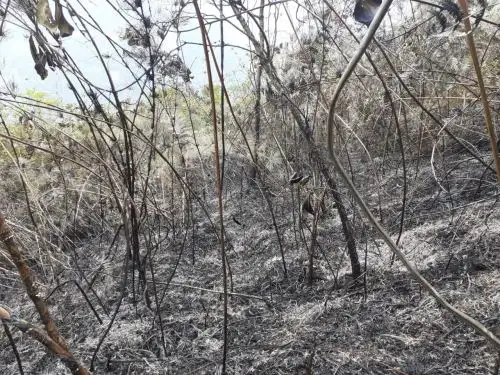 Solo en octubre dos provincias de Puno reportaron 485 incendios forestales. ANDINA/Difusión