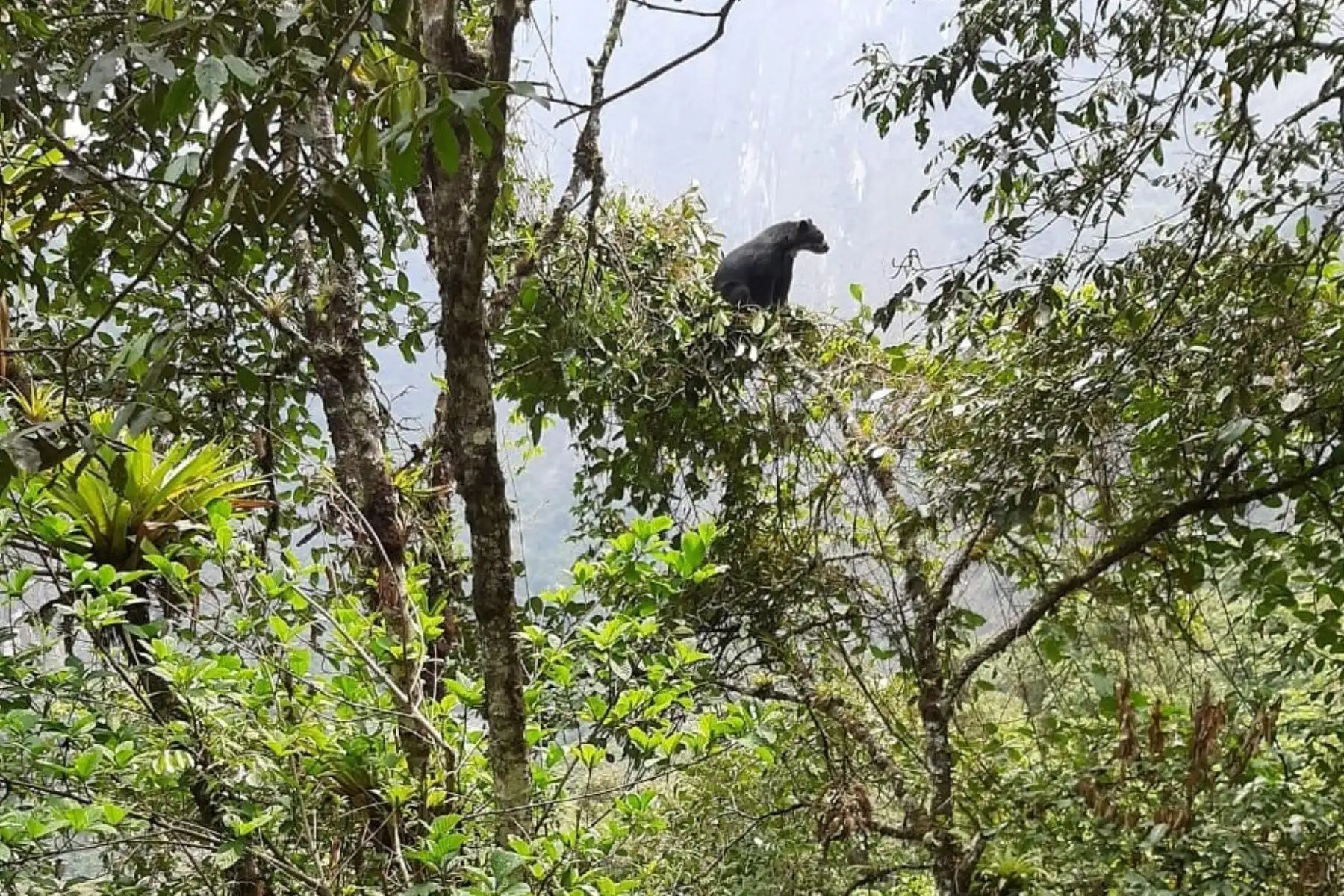 Oso de anteojos avistado en el camino a Machu Picchu.