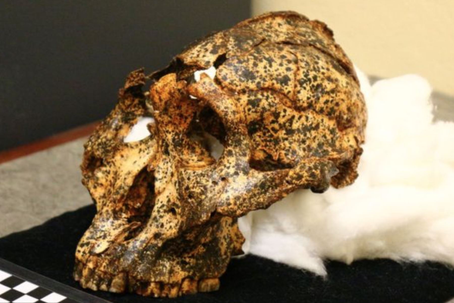 El cráneo de dos millones de años pertenece a la especie Paranthropus robustus. Foto: La Trobe University