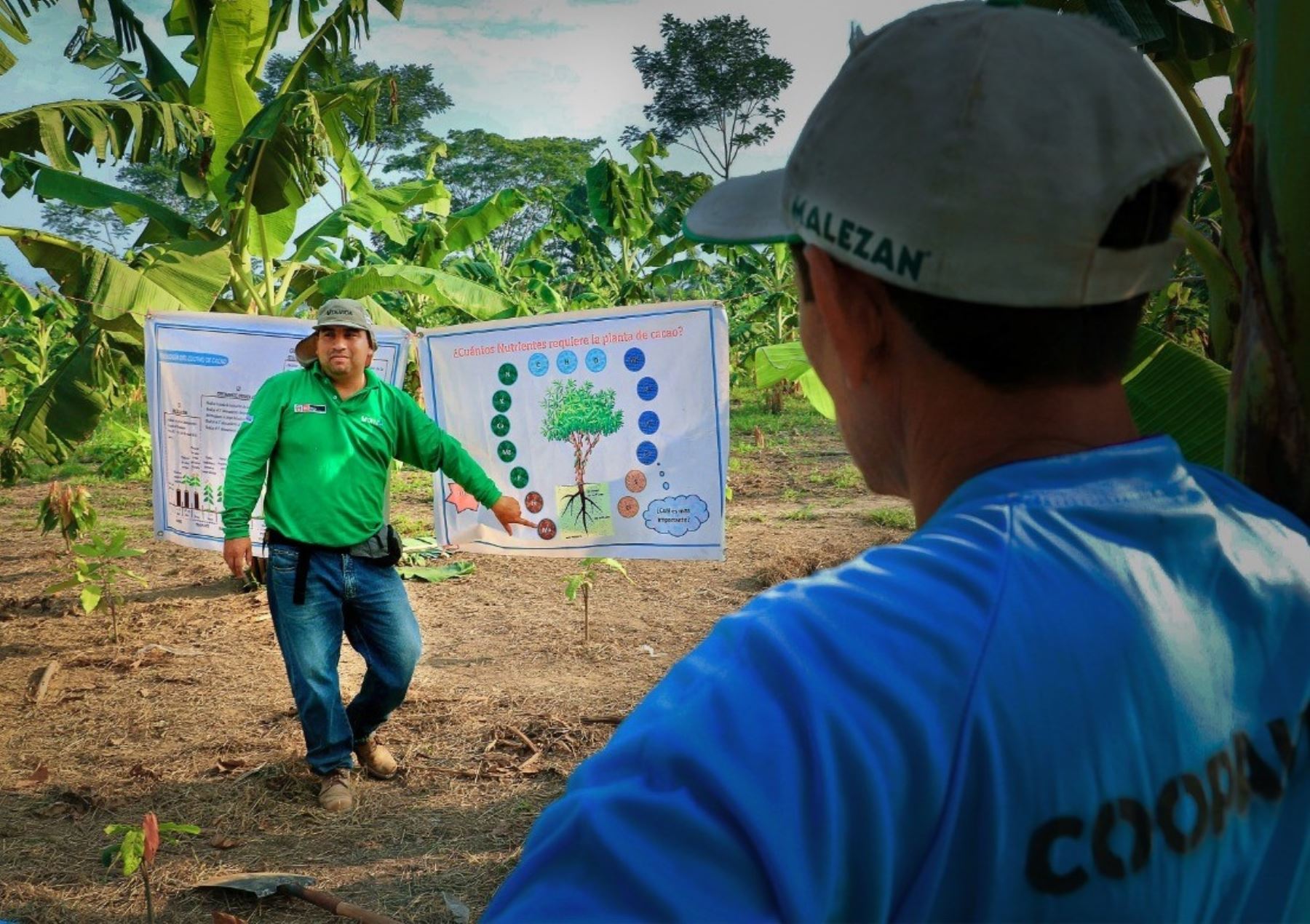 Especialistas de Devida impulsan producción orgánica de cacao en la provincia de Satipo, en el ámbito del Vraem. ANDINA/Difusión