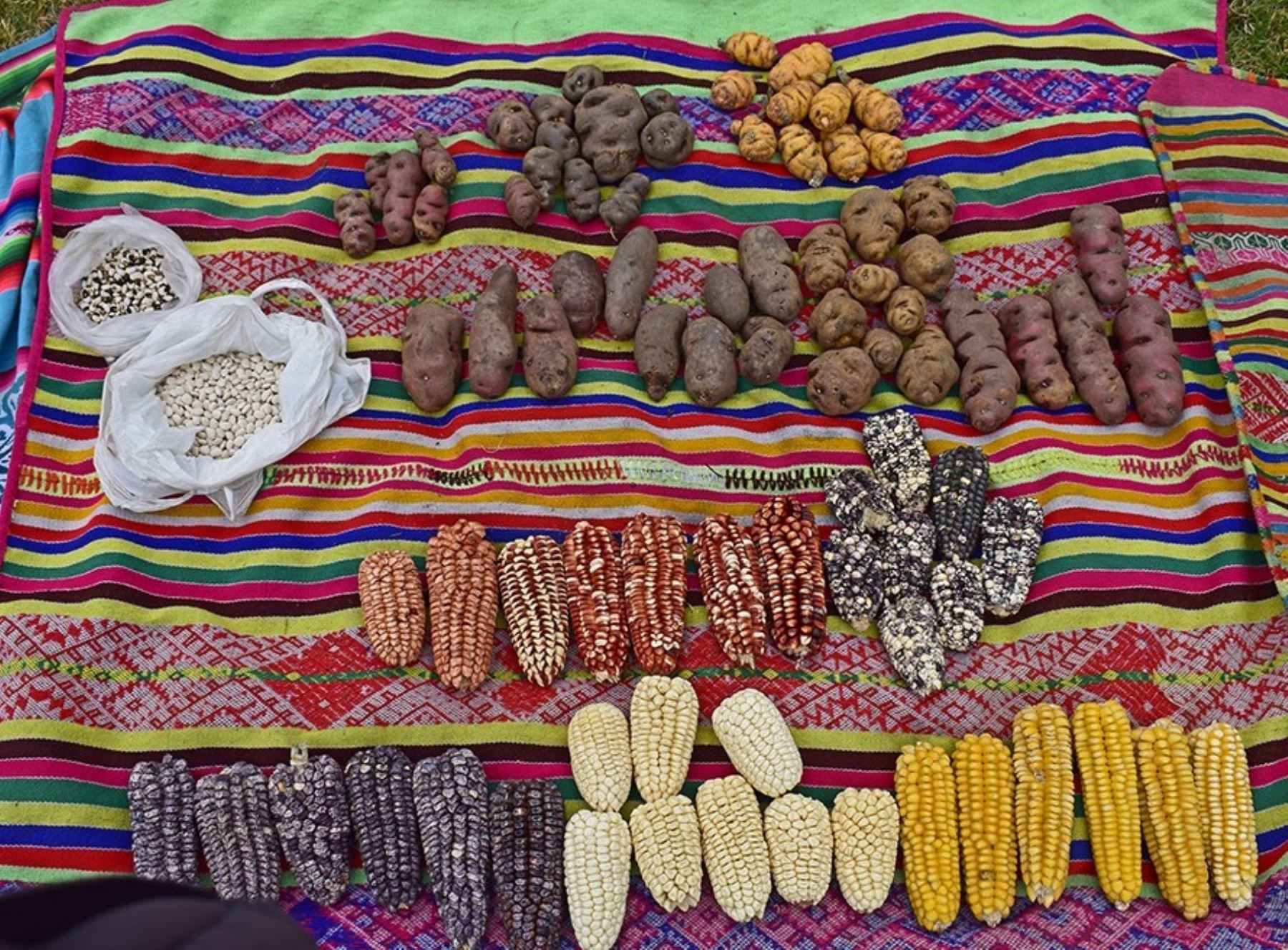 El Ministerio de Agricultura reconoció a Ccollasuyo como la tercera zona de agrobiodiversidad del Perú debido a su gran diversidad genética.