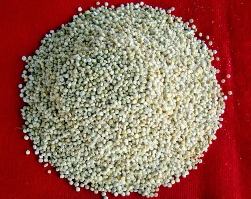 INIA 441-Señor del Huerto variety. Photo: ANDINA