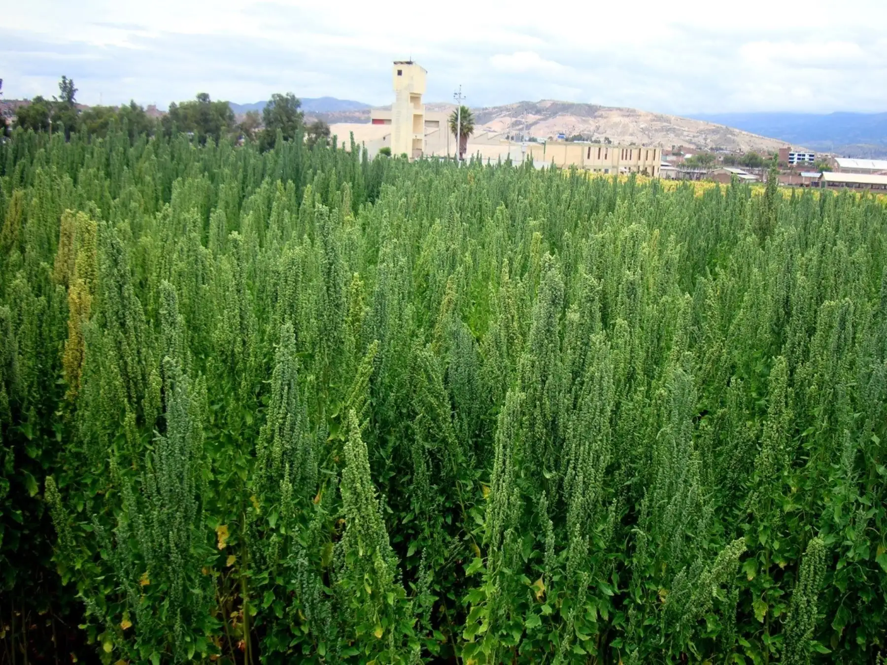 El INIA presentó en Ayacucho una nueva variedad de superquinua con alto contenido de proteínas y de alta calidad. ANDINA/Difusión