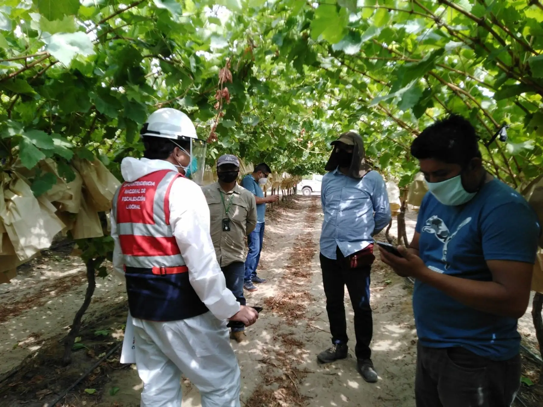 Inspección a cargo de personal de Sunafil en actividades agrarias en el norte del Perú. ANDINA/Difusión