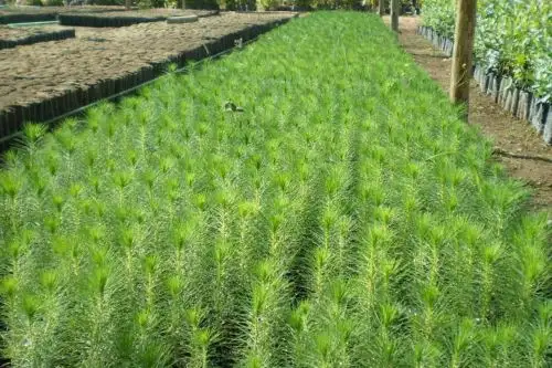 Agro Rural señaló que se tienen plantones en diferentes estadios de crecimiento en los viveros municipales de la región Junín. Foto: ANDINA/Difusión
