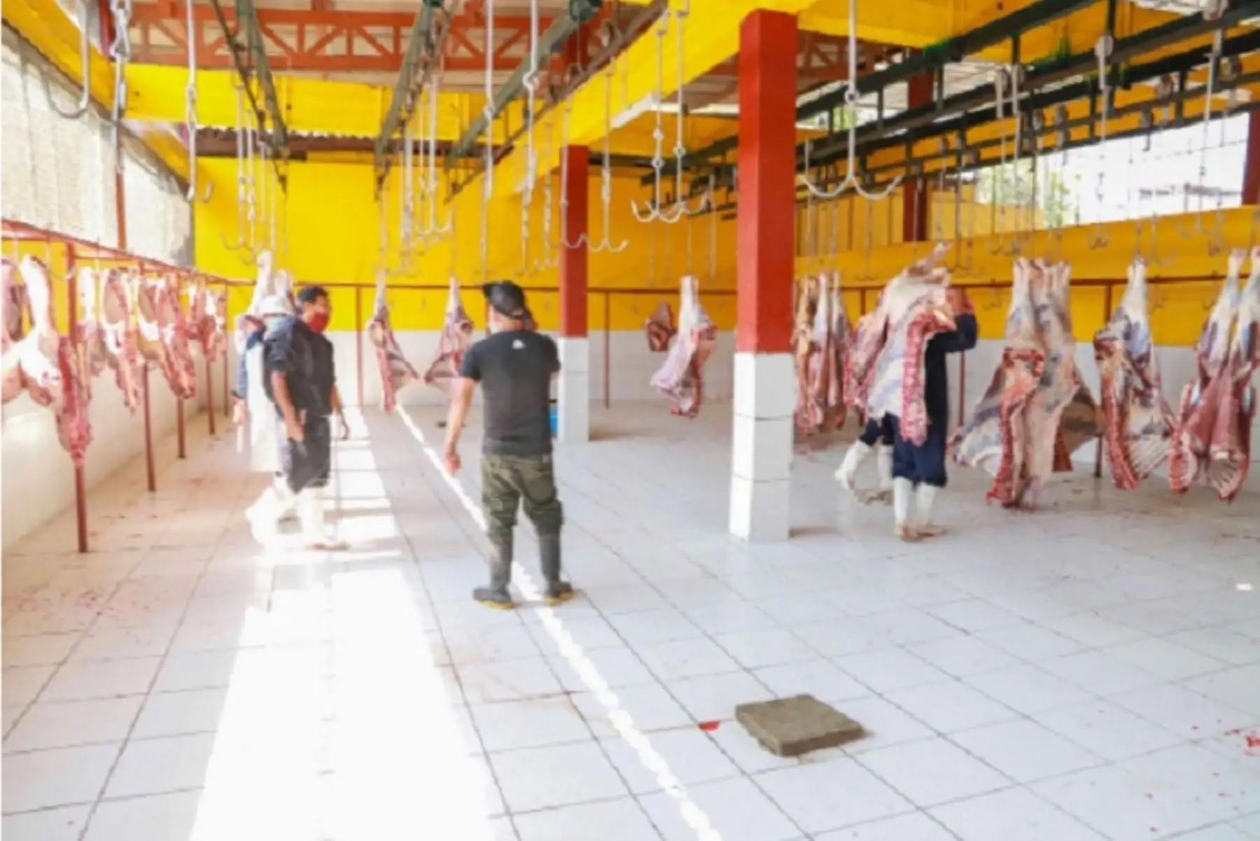 Camal Municipal de Chimbote  a diario se matan 90 ganados vacunos o bovino (vacas y toros), 190 lanares (ovejas, carneros, borregos) y un promedio de 90 porcinos (cerdos), lo que dijo genera un ingreso entre 9 y 10 mil soles semanales.