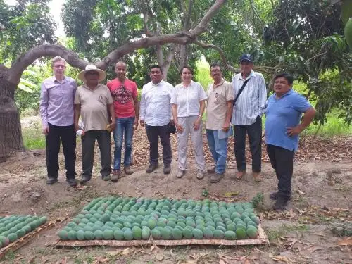 Conoce cómo el mango de exportación ayudó a cambiar la vida de los agricultores del distrito de Chulucanas, en Piura. ANDINA/Difusión