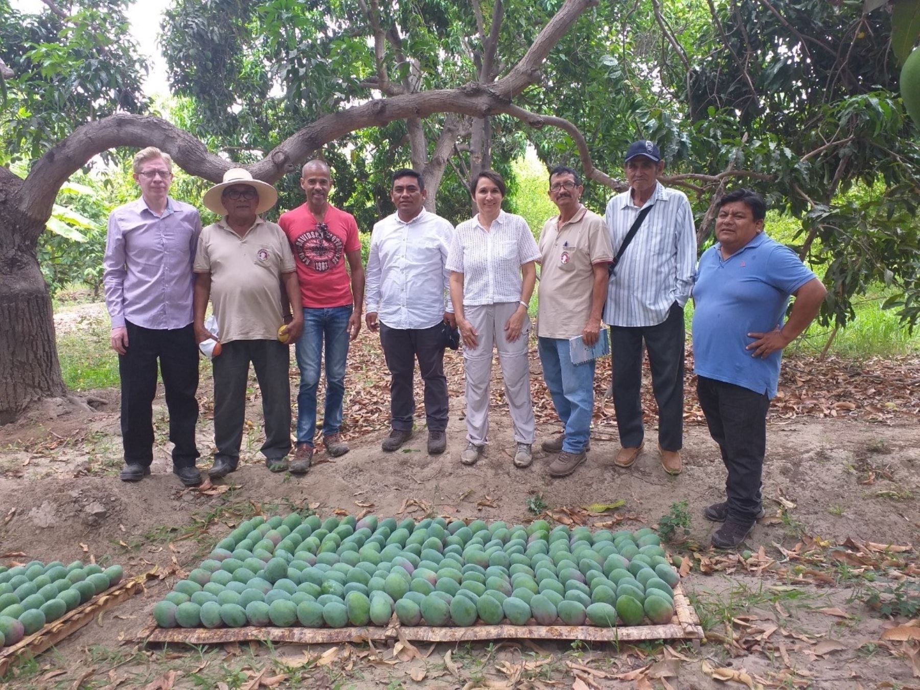 Conoce cómo el mango de exportación ayudó a cambiar la vida de los agricultores del distrito de Chulucanas, en Piura. ANDINA/Difusión
