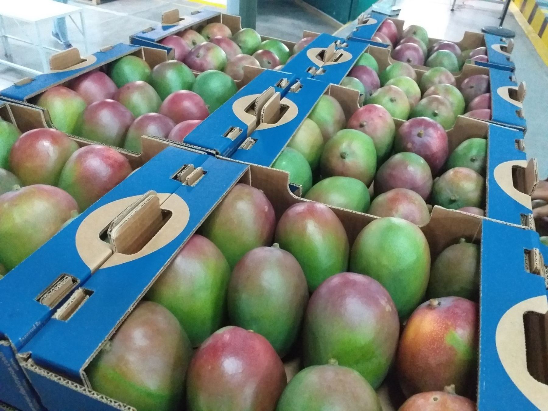 El mango es uno de los principales productos de exportación de Piura y que tiene una gran demanda en diversos mercados internacionales. ANDINA/Difusión