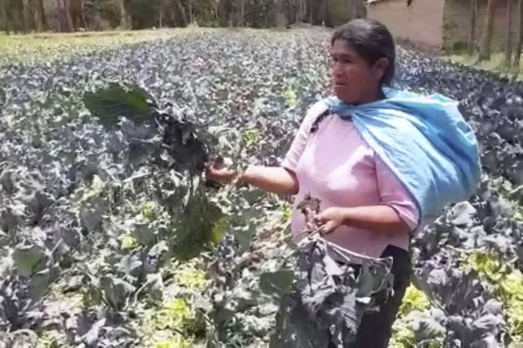 La provincia de Concepción, en la región Junín, soportó una fuerte granizada que destruyó cultivos. Foto: ANDINA/Difusión