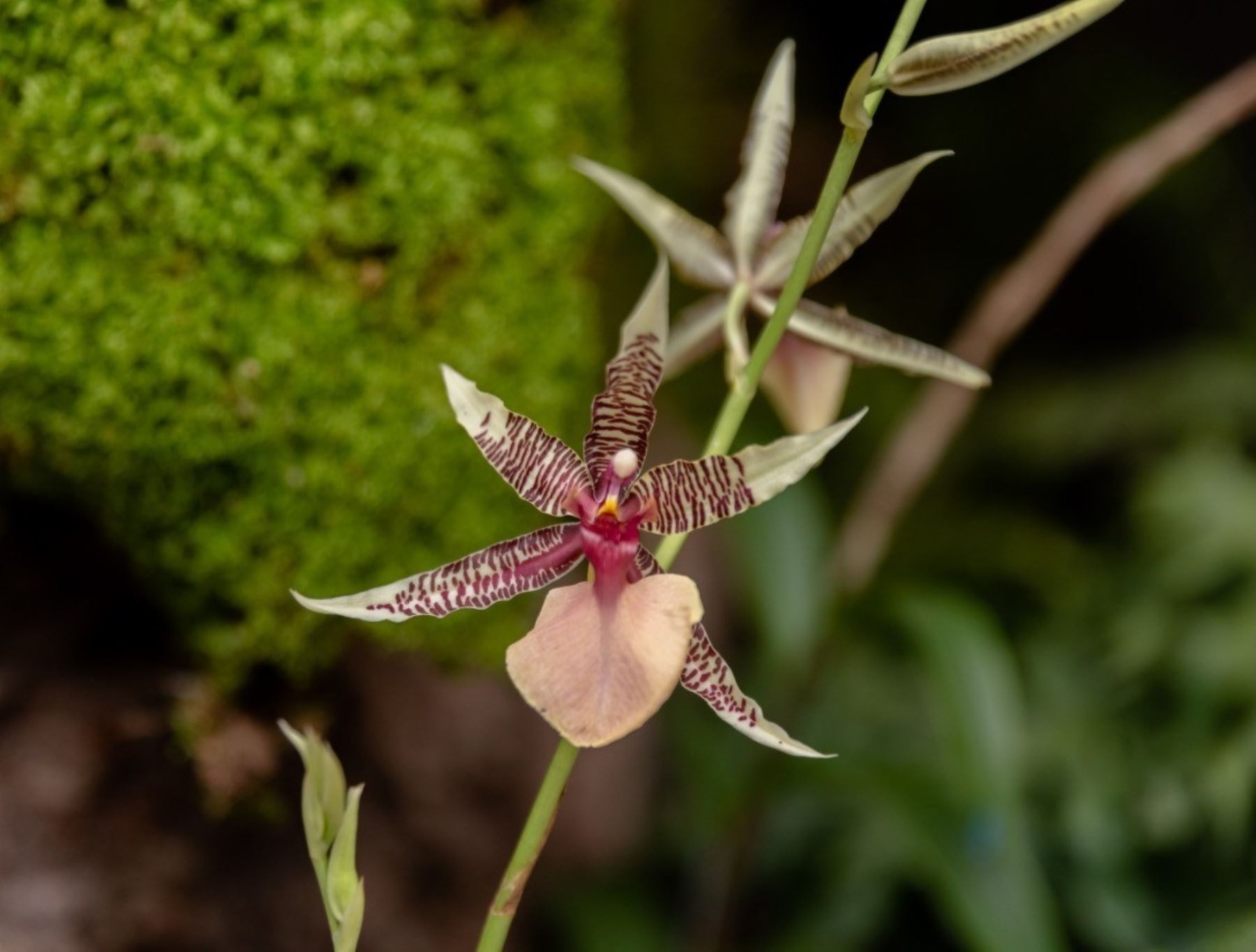 Perú aprobó el Plan Nacional de Conservación de la Orquídea 2020-2029, una de las especies de flora que destaca por su gran variedad.