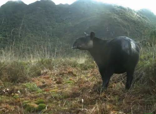 Avistan a ejemplar de tapir andino en área de conservación de Pacaipampa, en la sierra de Piura. Foto: SBC Perú