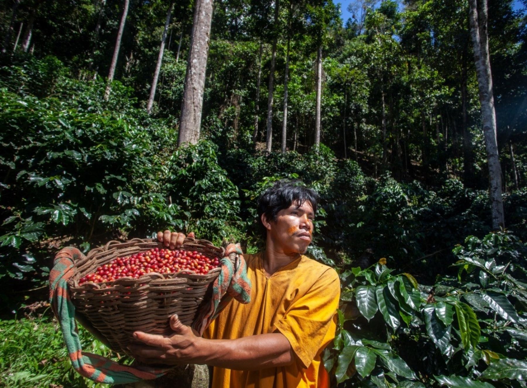 El aguaje, la castaña y el café bajo sombra de árboles maderables son los negocios ecológicos de moda que posicionan a las comunidades amazónicas de tres regiones que se benefician de mejores ingresos económicos. ANDINA/Difusión