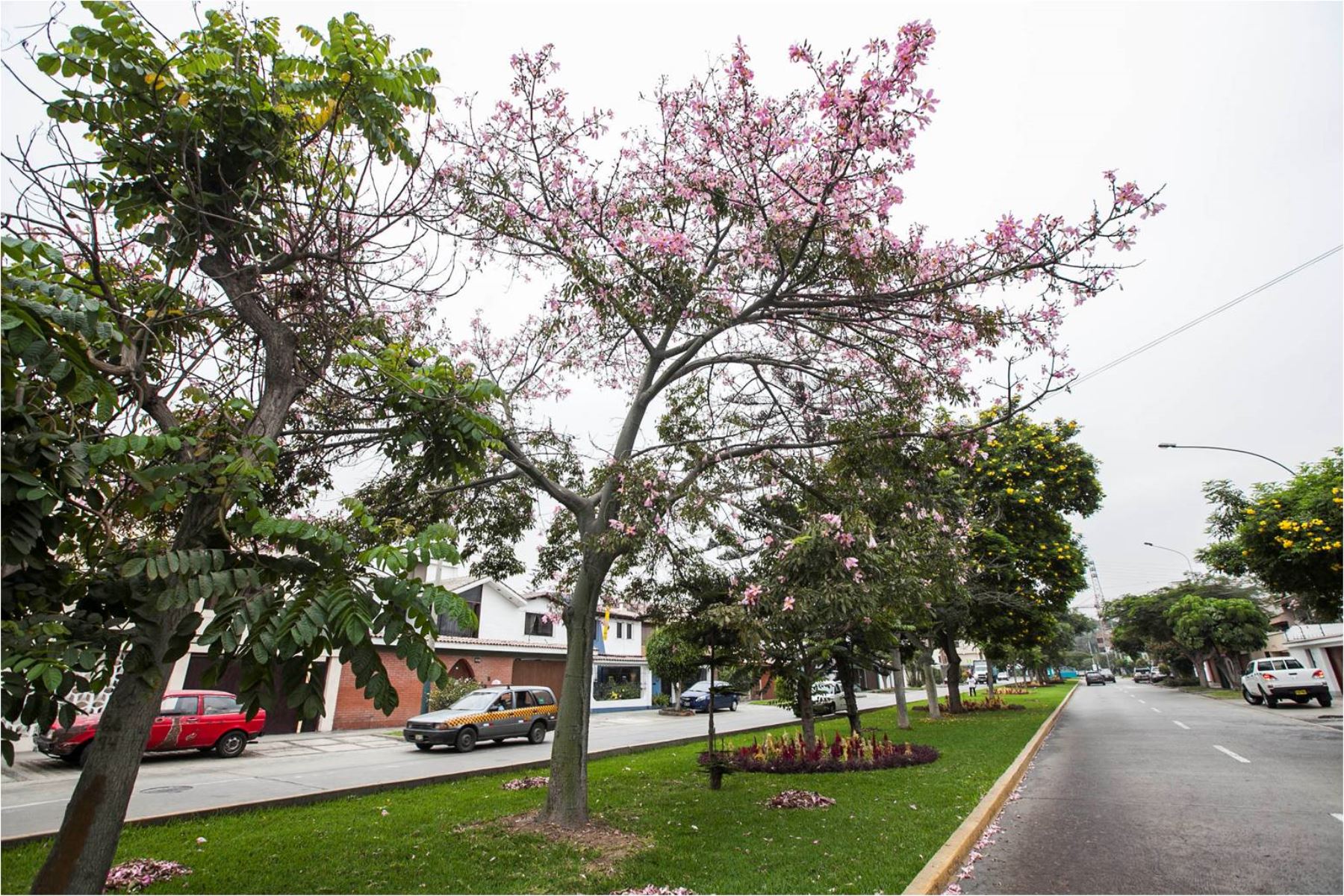 El Minam recomienda mantener áreas verdes en cada barrio o distrito, como una alternativa eficaz, y a largo plazo, frente a los cambios extremos del clima.ANDINA/Difusión