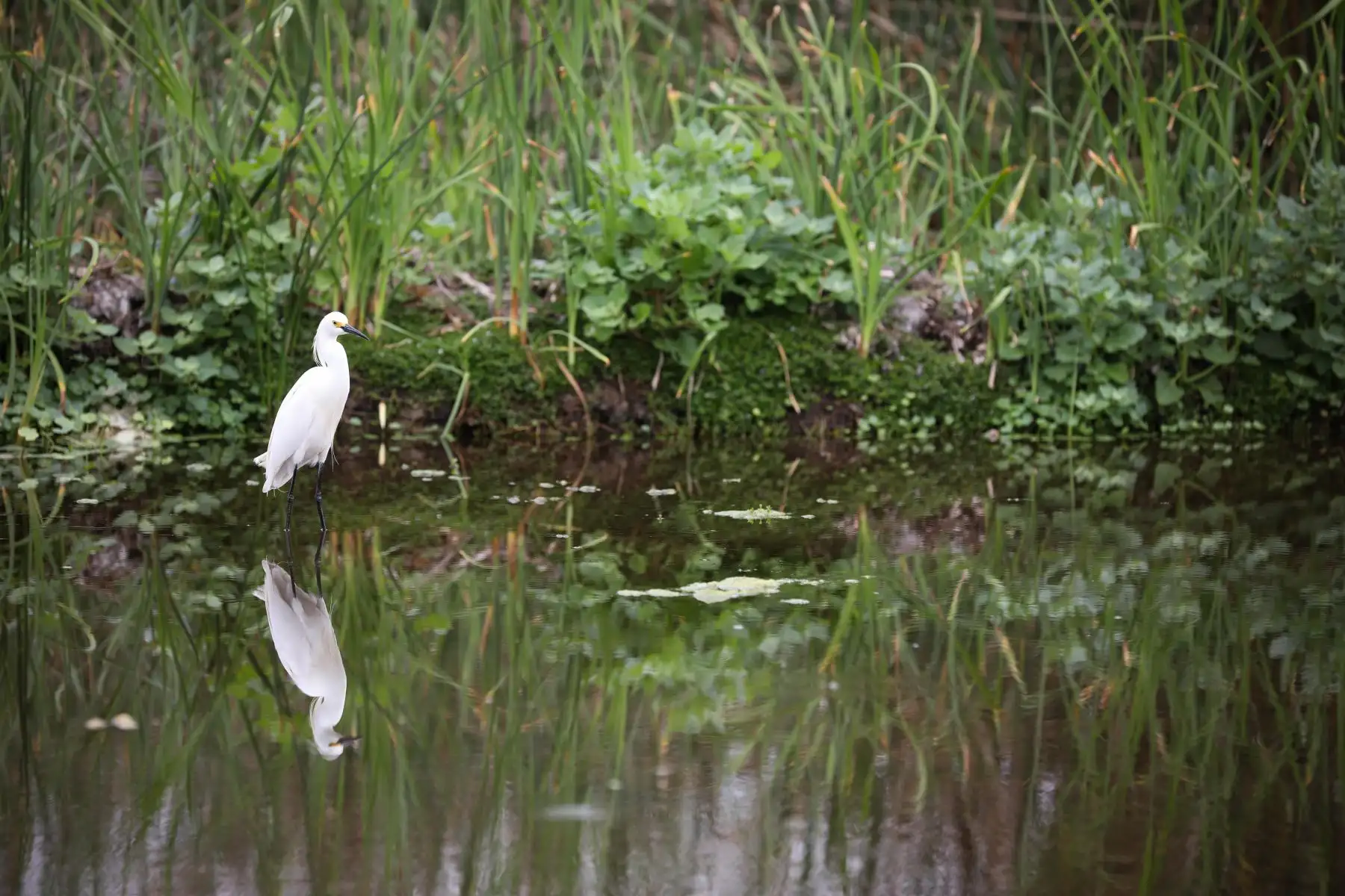De esta manera podrán visitar el Parque de las Leyendas, los Pantanos de Villa, el Circuito Mágico del Agua y los clubes zonales Santa Rosa (Ancón), Manco Cápac (Carabayllo), Sinchi Roca (Comas), Lloque Yupanqui (Los Olivos), Cápac Yupanqui (Rímac), Flor de Amancaes (Villa María del Triunfo), Cahuide (Ate), Huayna Cápac (San Juan de Miraflores) y Huáscar (Villa El Salvador).
Foto: Municipalidad de Lima