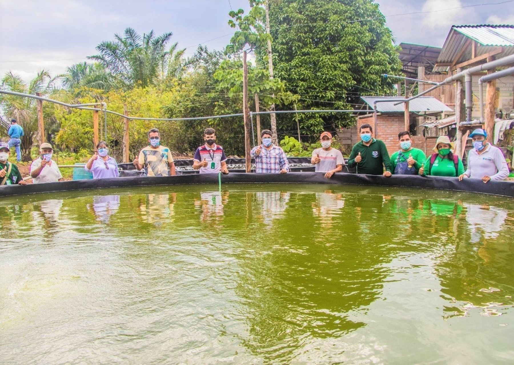 Devida y la Municipalidad de Tocache financian proyecto de crianza de peces amazónicos que beneficia a comunidades de dicha provincia de la región San Martín. ANDINA/Difusión