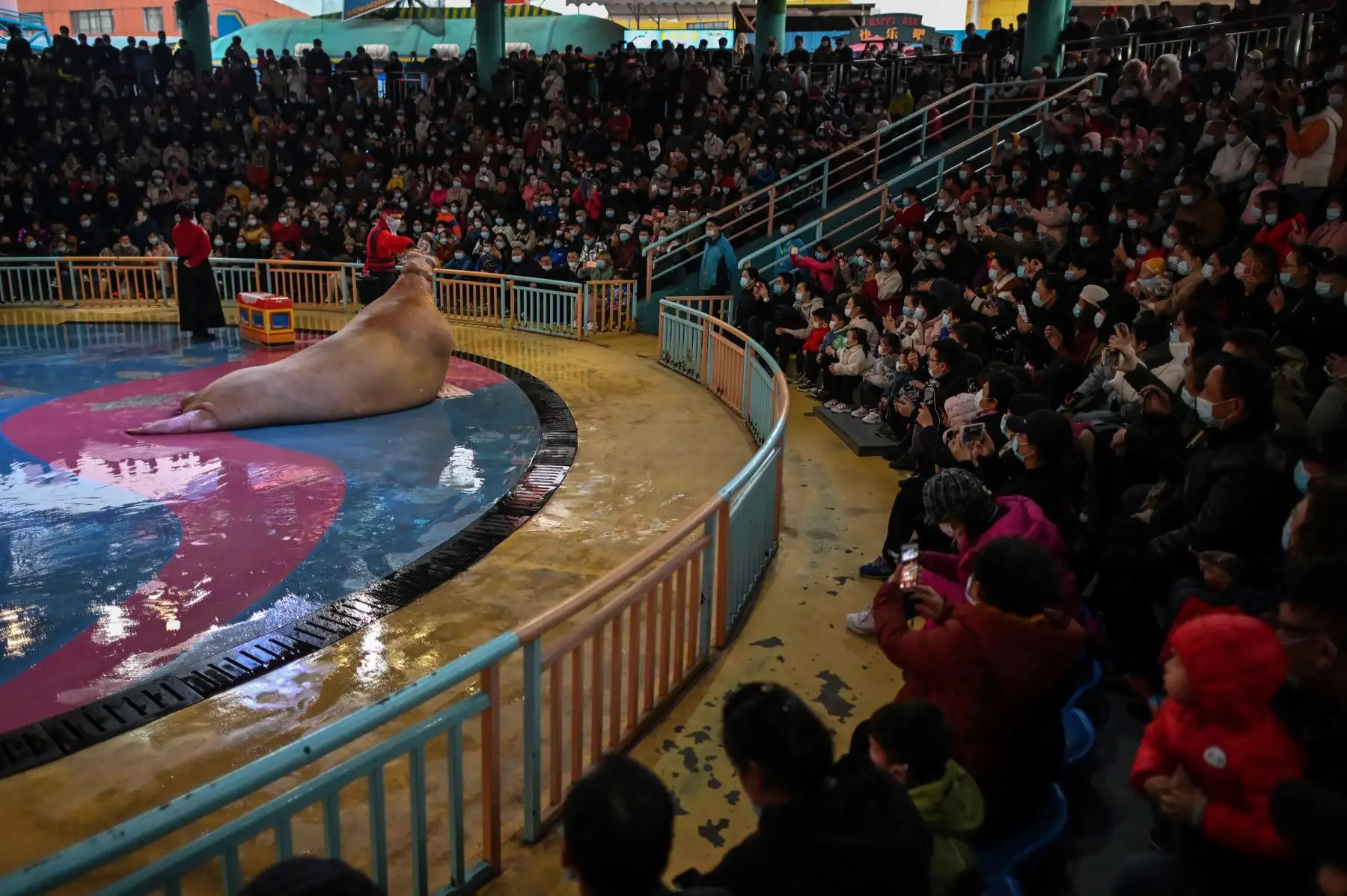 Las personas que usan mascarillas como medida preventiva contra el coronavirus ven un espectáculo de una morsa en el Haichang Ocean Park, en Wuhan, China. Foto: AFP