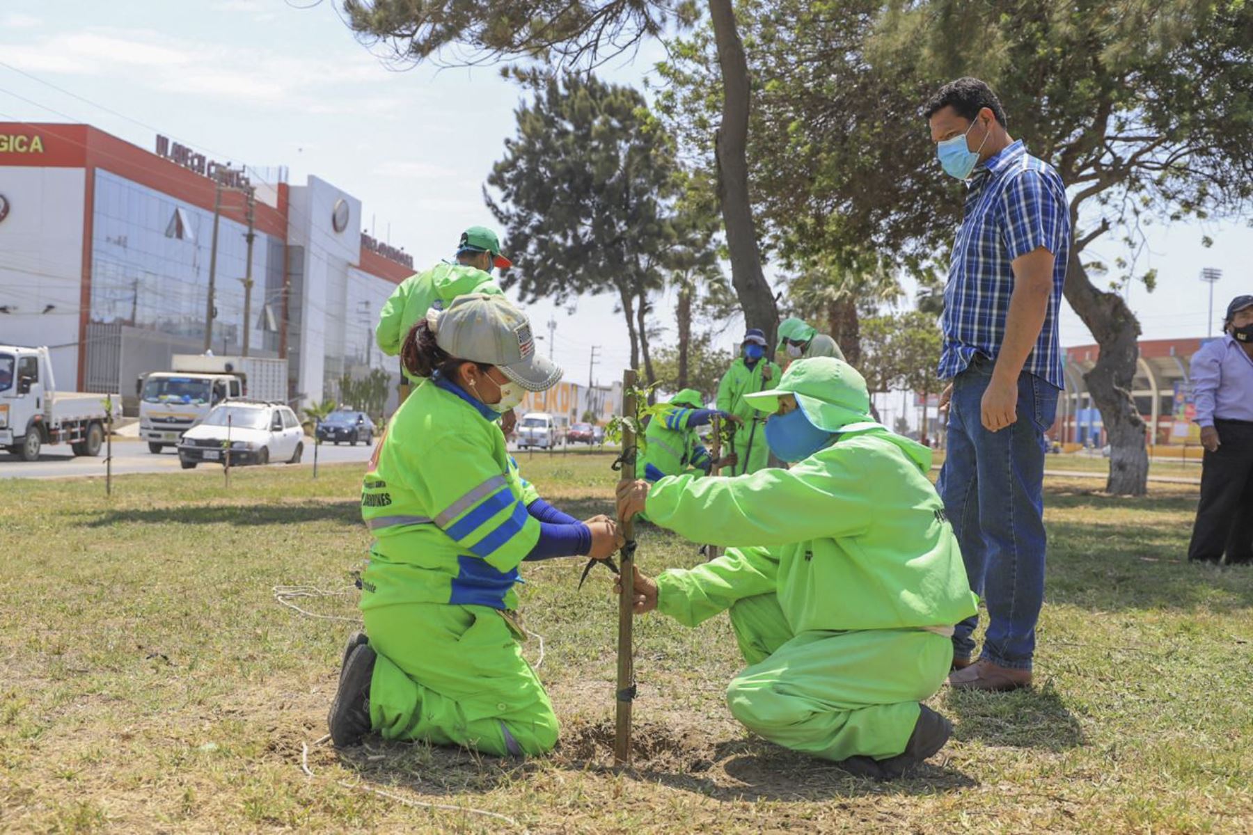 A lo largo de 40 cuadras de la avenida José Pardo, en la ciudad de Chimbote, se instalarán árboles. Foto: ANDINA/Difusión