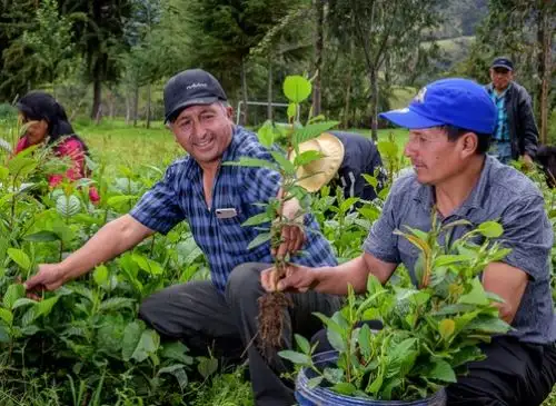 Conoce cómo la minka, una práctica ancestral inca, ayuda a conservar los bosques en Cajamarca. ANDINA/Difusión