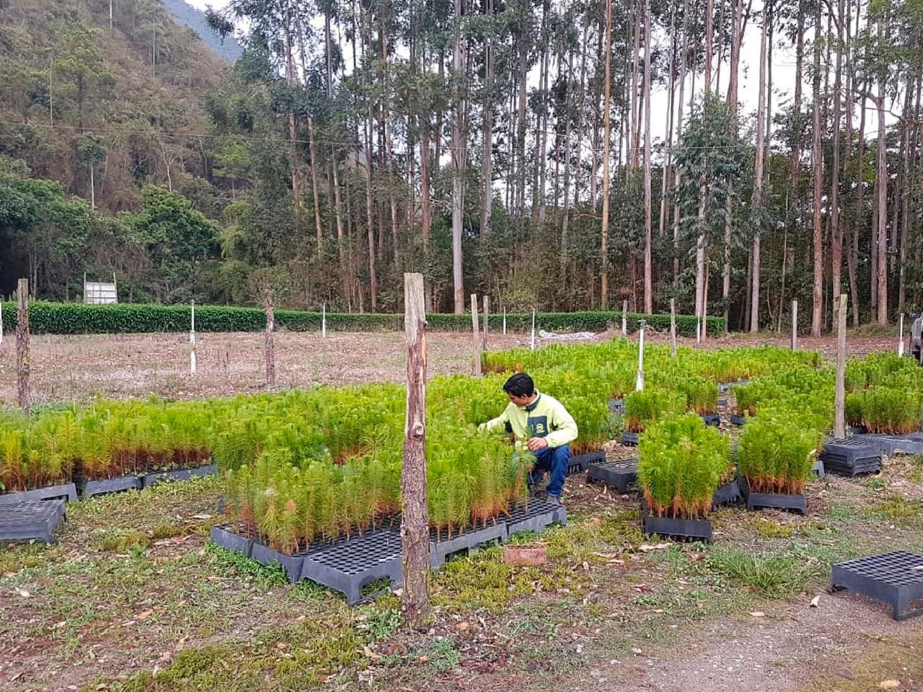 El vivero forestal Oxapampa de la Universidad Nacional Agraria La Molina donó 9,300 plantones de pino rojo para reforestar áreas degradadas de esa provincia de la región Pasco. ANDINA/Difusión