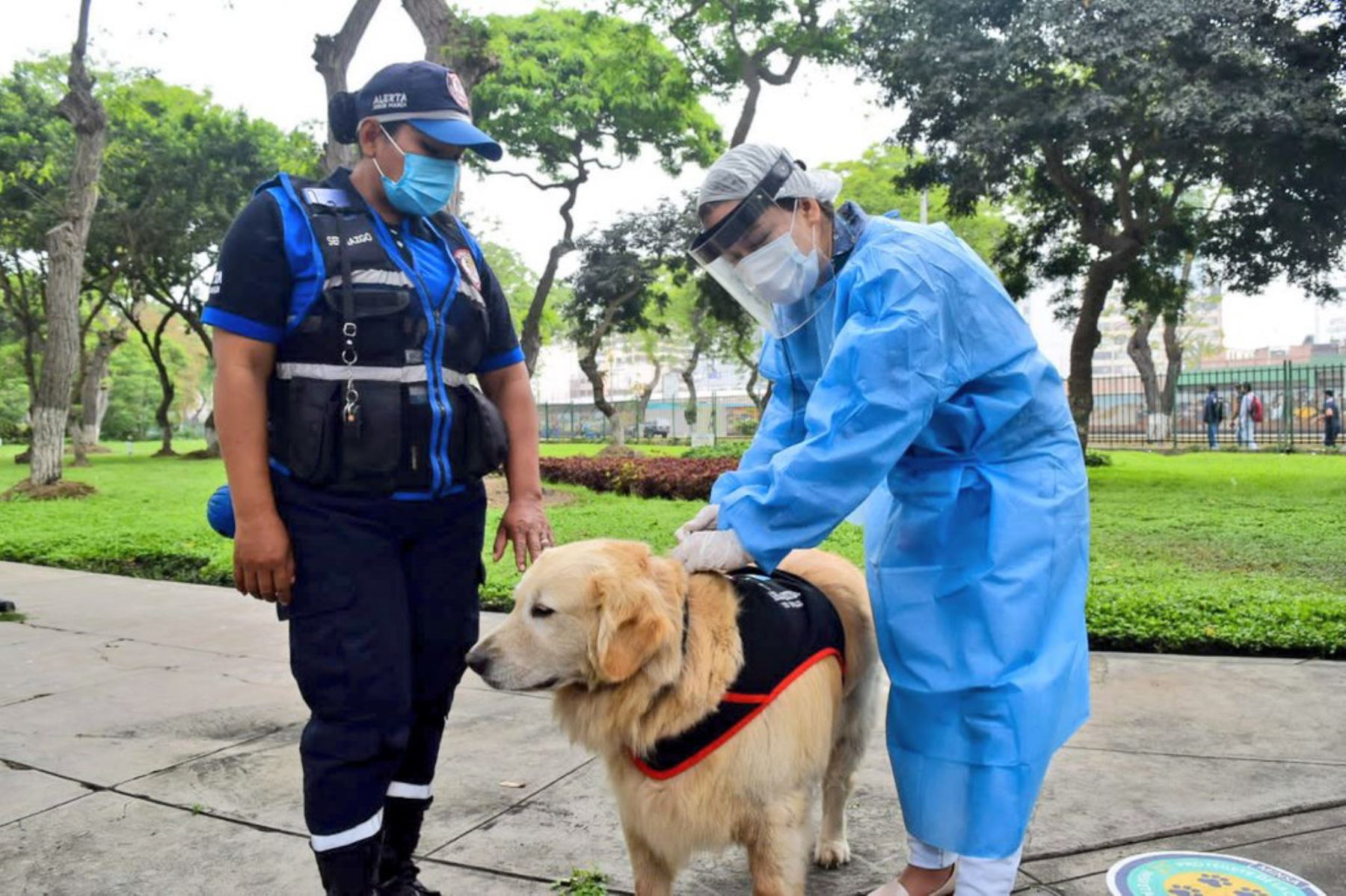 Minsa insta a la población a vacunar a sus canes para evitar el riesgo de rabia en humanos. Foto: Minsa