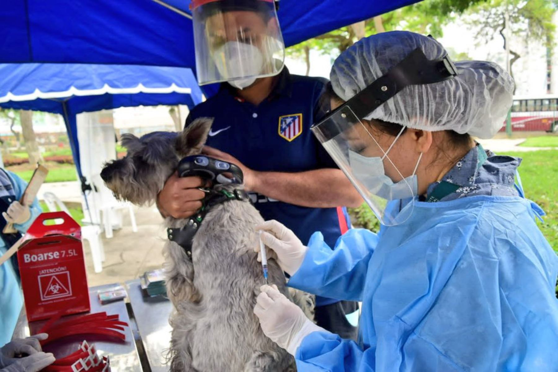 Minsa insta a la población a vacunar a sus canes para evitar el riesgo de rabia en humanos. Foto: Minsa