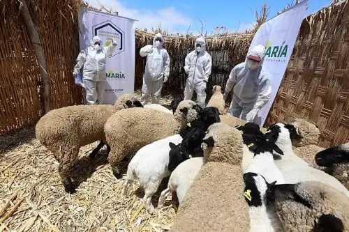 Criadores de ovinos de la región Arequipa reciben apoyo para el mejoramiento genético de su ganado. Foto: ANDINA/Difusión