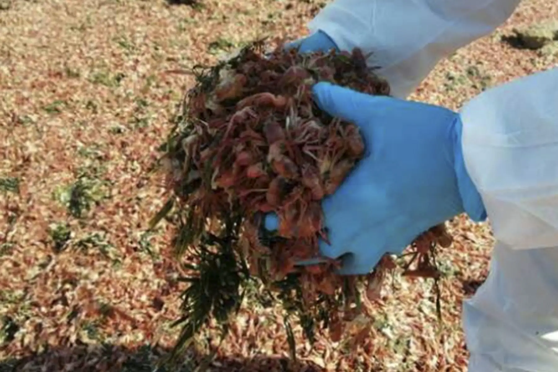 Especialistas del laboratorio costero de Imarpe hallaron ejemplares adultos de múnida o camarón rojo. Foto: Imarpe