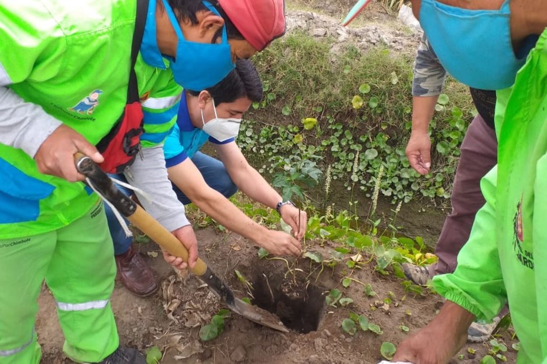 Día Mundial del Medio Ambiente: plantarán más de 1,600 árboles en Arequipa