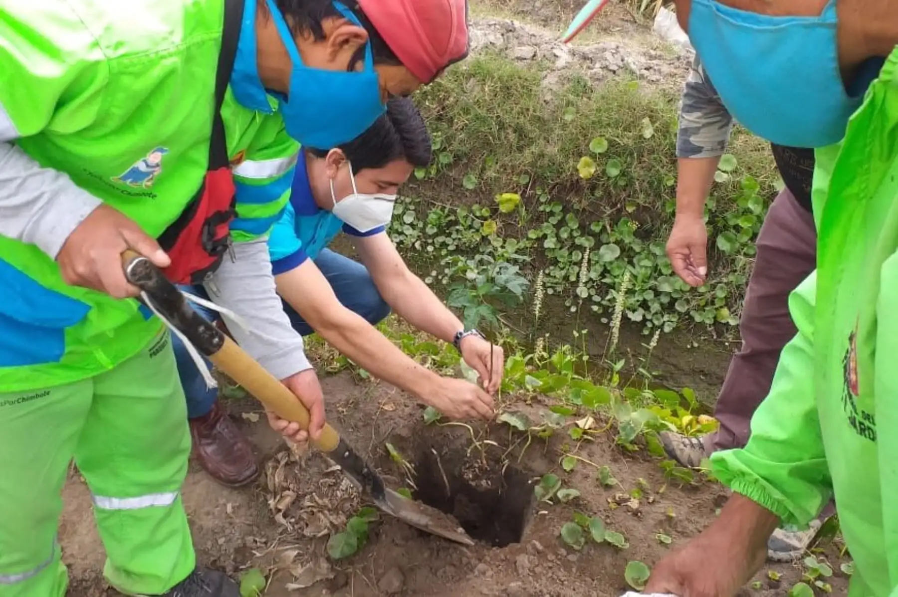 Personal de la municipalidad de Nepeña siembra plantones de molle en los alrededores del sitio arqueológico de Pañamarca. Foto: ANDINA/Difusión
