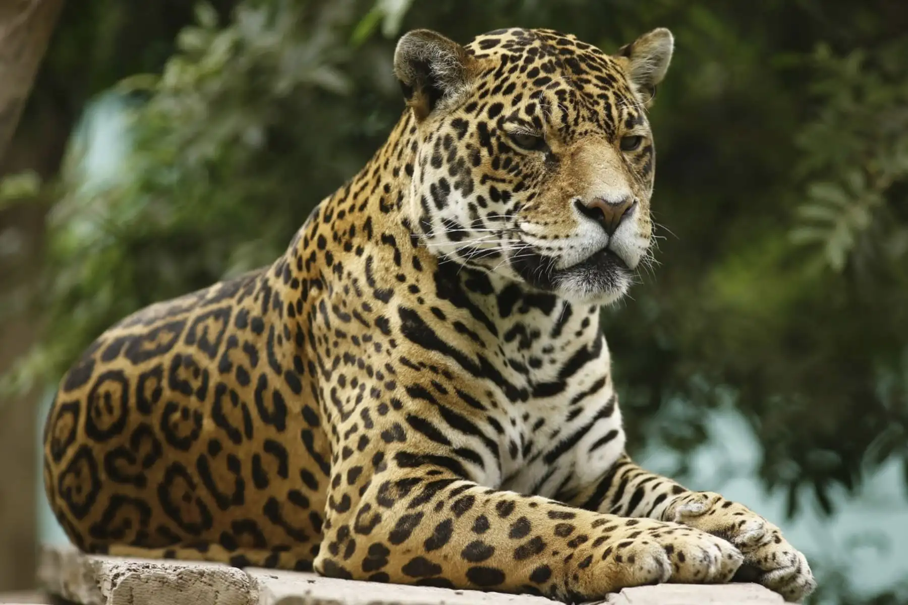 Para asegurar la preservación y el hábitat del jaguar, cuyo rango de distribución en el continente americano se redujo casi el 50%, el Servicio Nacional Forestal y de Fauna Silvestre, del Ministerio de Desarrollo Agrario y Riego, en coordinación con el Ministerio del Ambiente y el Servicio Nacional de Áreas Protegidas por el Estado se unen para elaborar el Plan Nacional de Conservación del Jaguar. Foto: ANDINA/difusión.