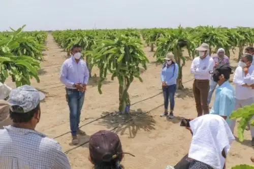 Agricultores de Valle Viejo, en Olmos, realizan una pasantía para capacitarse en producción y comercialización de pitahaya. Foto: ANDINA/Difusión