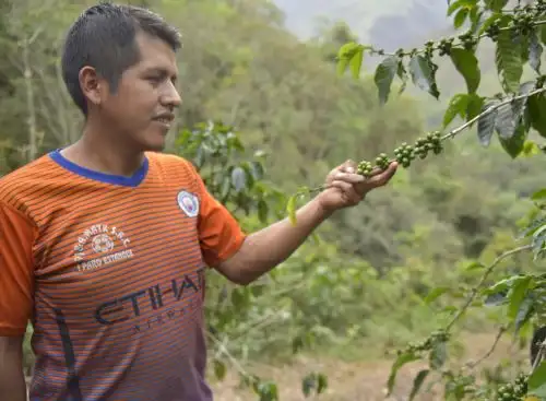 Conoce a Prudencio Ochochoque, el joven cafetalero de Puno ganador de una medalla de oro en reciente VI Concurso Internacional de Cafés Tostados al origen 2020 realizado en Francia.