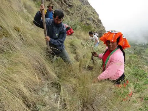 Con ritual tradicional comunidades campesinas de Cusco sembrarán más de 385,000 de queuña, una planta nativa de la zona.
