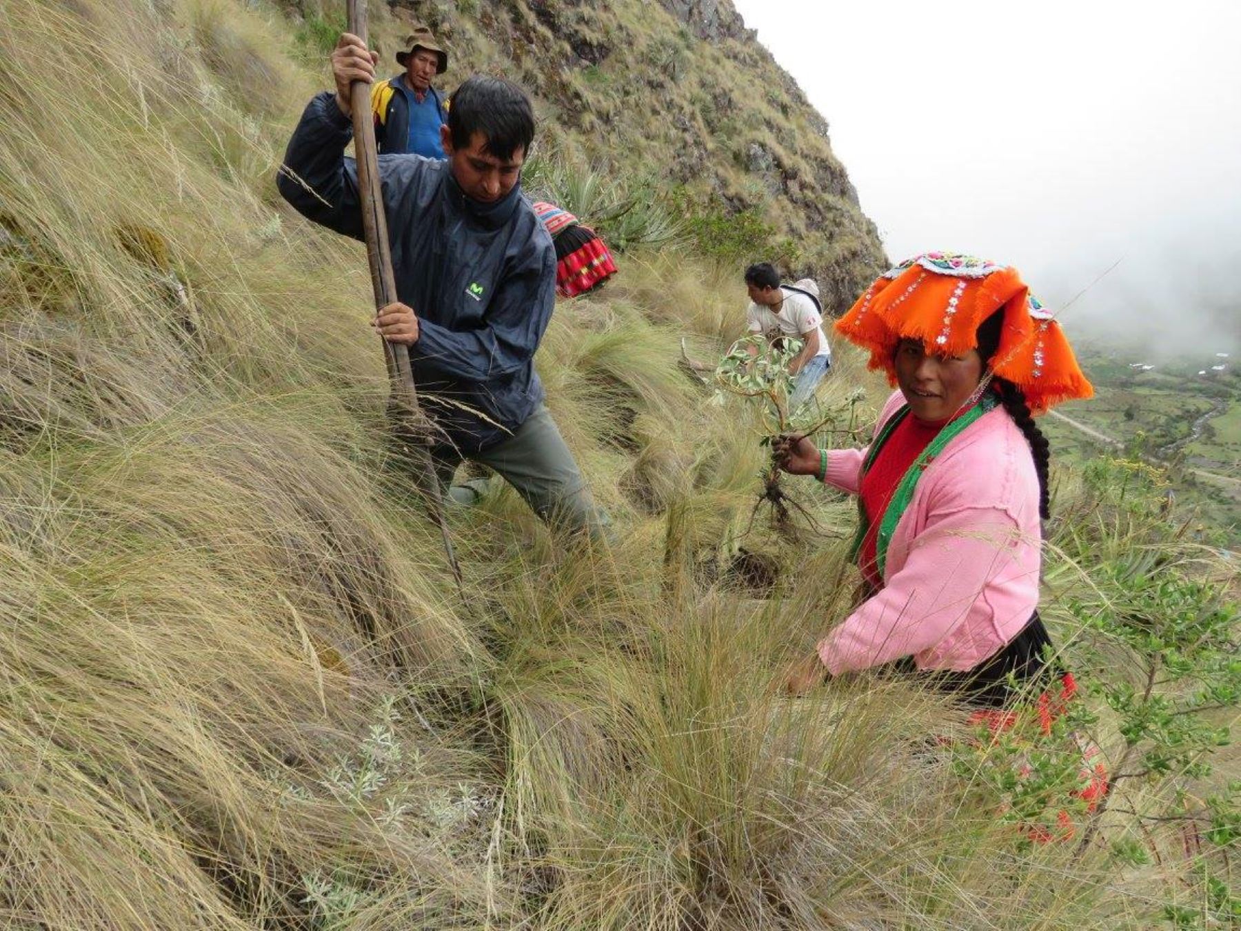 Con ritual tradicional comunidades campesinas de Cusco sembrarán más de 385,000 de queuña, una planta nativa de la zona.