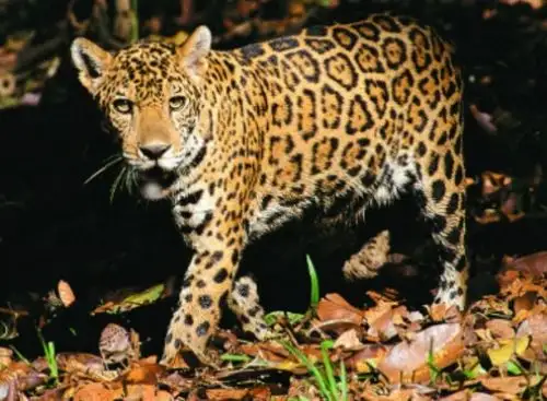 El comercio ilegal de especies y la pérdida de hábitat son las mayores amenazas del jaguar u otorongo, el felino más grande de América.