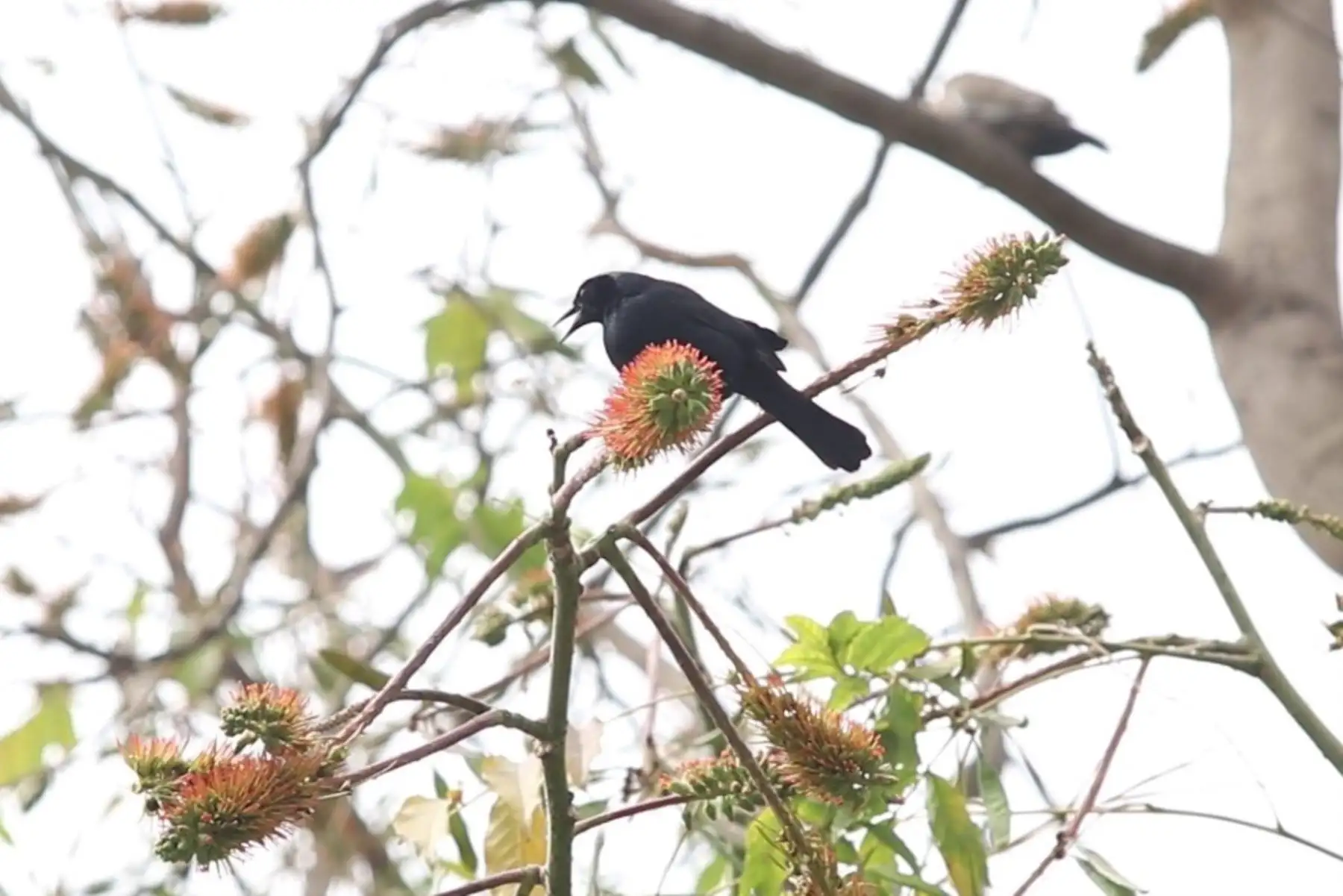 Comuna limeña invita a conocer a las aves de Lima que habitan en el Circuito Mágico del Agua. Foto: Difusión
