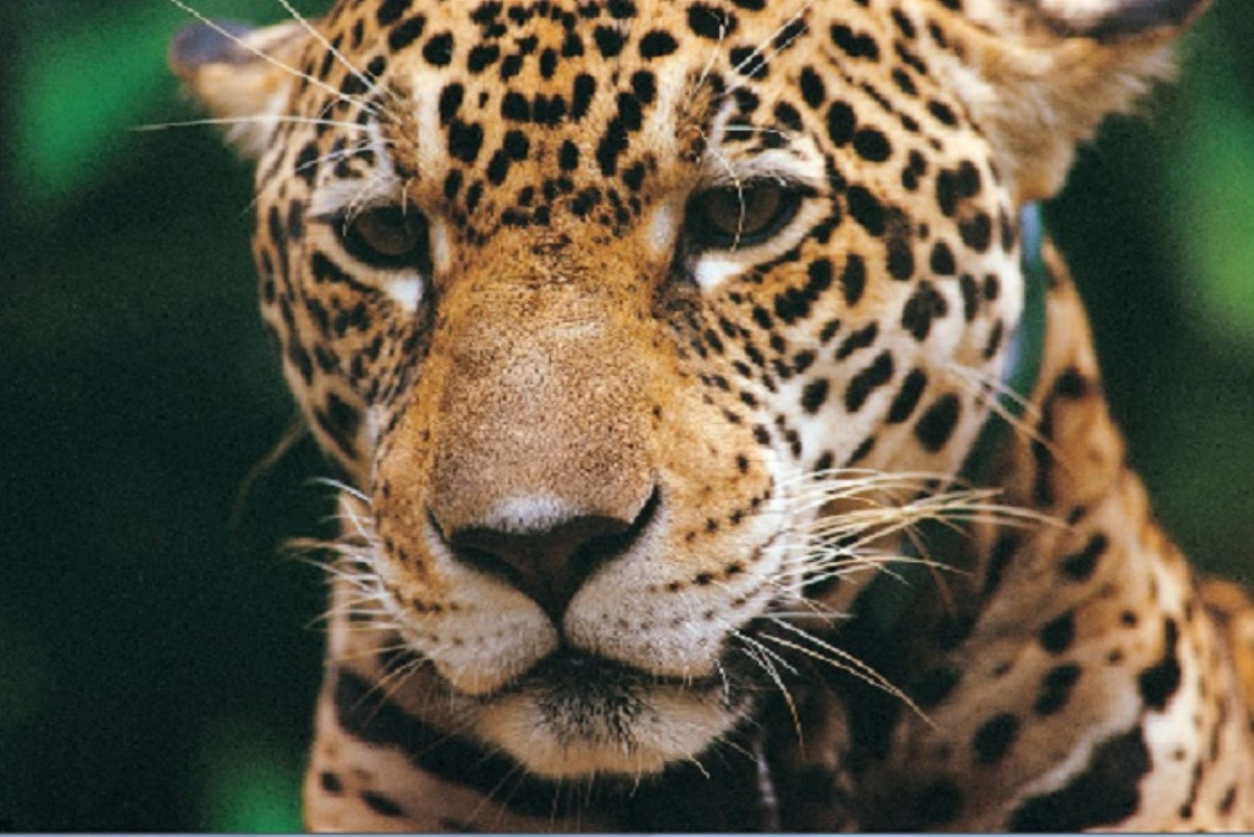 El Serfor recuerda que el rango de distribución del jaguar se redujo en casi el 50 % y que el Perú registra la segunda población más grande.