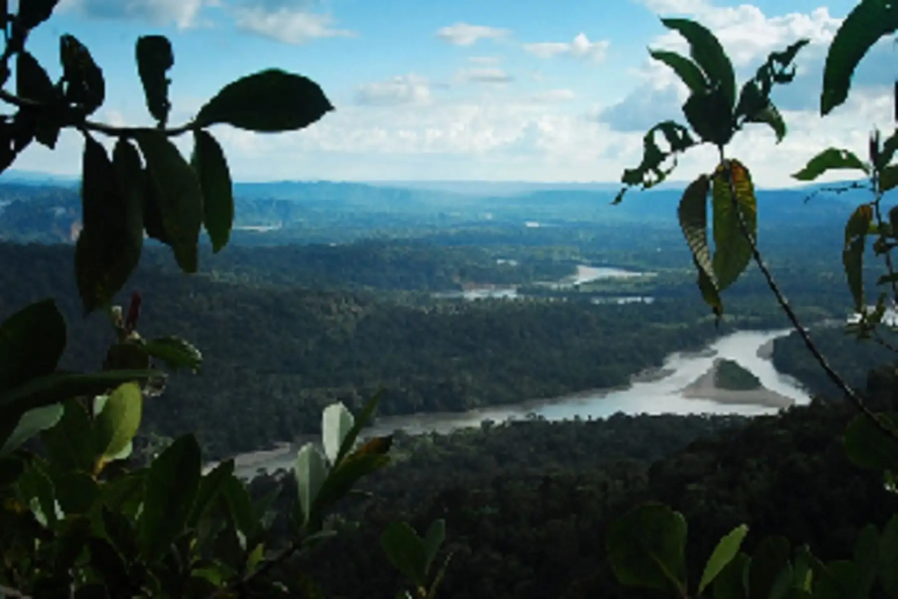 Bosques amazónicos del Perú pueden captar financiamiento con los  "bonos de carbono". ANDINA/Difusión
