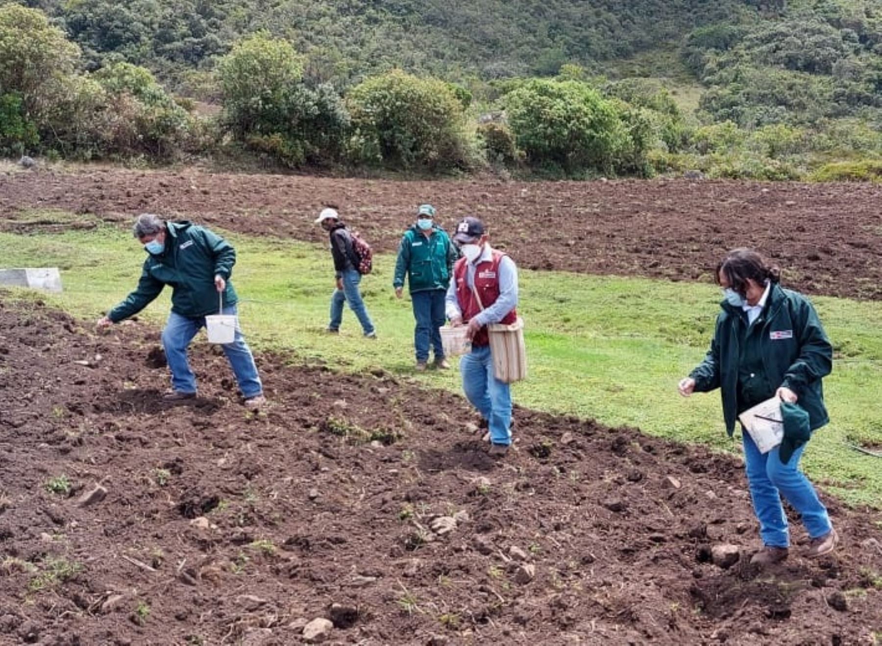 Ministerio de Agricultura inicia campaña de siembras de pastos en Lambayeque y San Martín para impulsar ganadería de esas regiones. ANDINA/Difusión