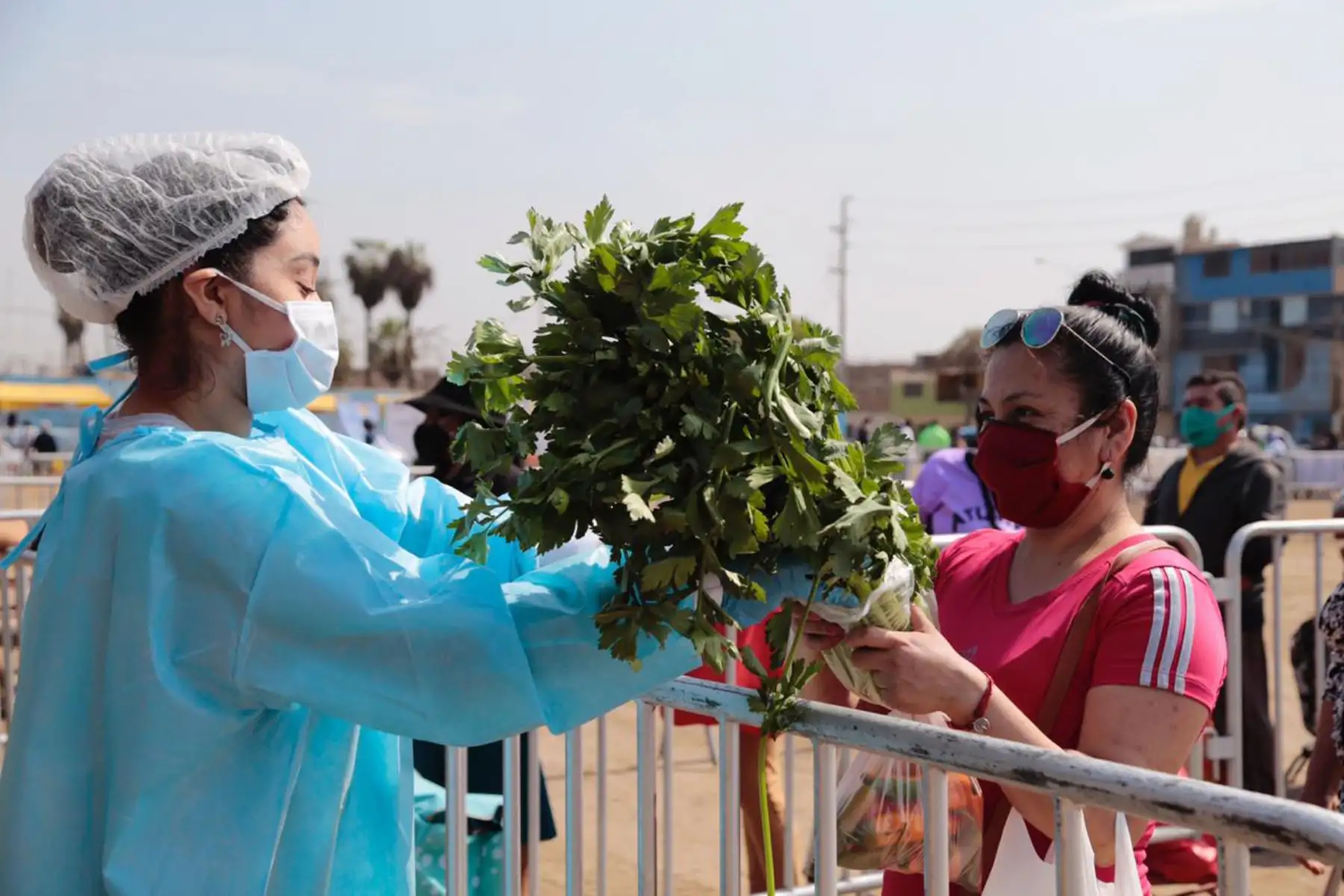 Agro Rural de Midagri apoya a cerca de 1 000 familias vulnerables, quienes adquirieron más de 12 toneladas de productos de la agricultura familiar,  en la quinta edición solidaria del mercado itinerante De la Chacra a la Olla, realizado en el Asentamiento Humano Tiwinza de Sarita Colonia en el Callao.
Foto: Midagri