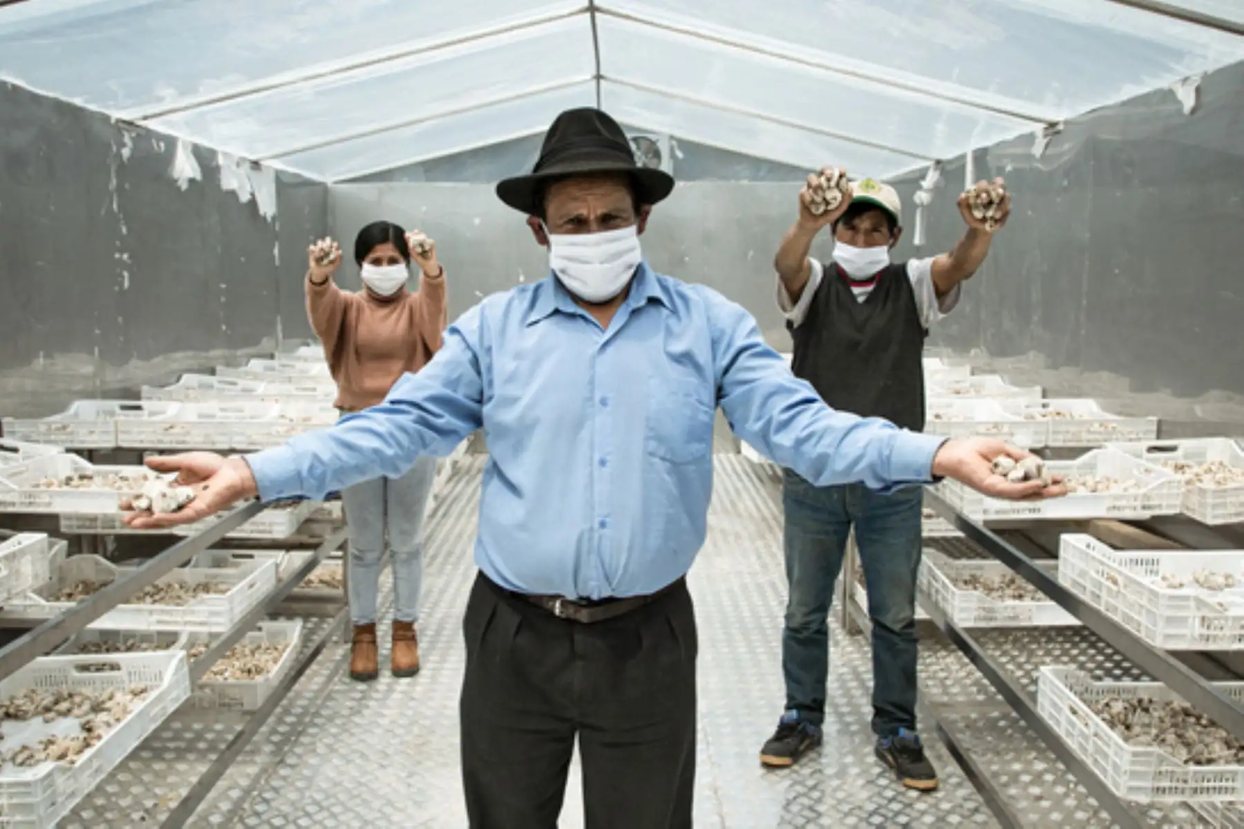Agricultores de Andahuaylas (Apurímac) dieron valor agregado a sus papas tras la adopción de tecnología. Foto: ANDINA/Difusión