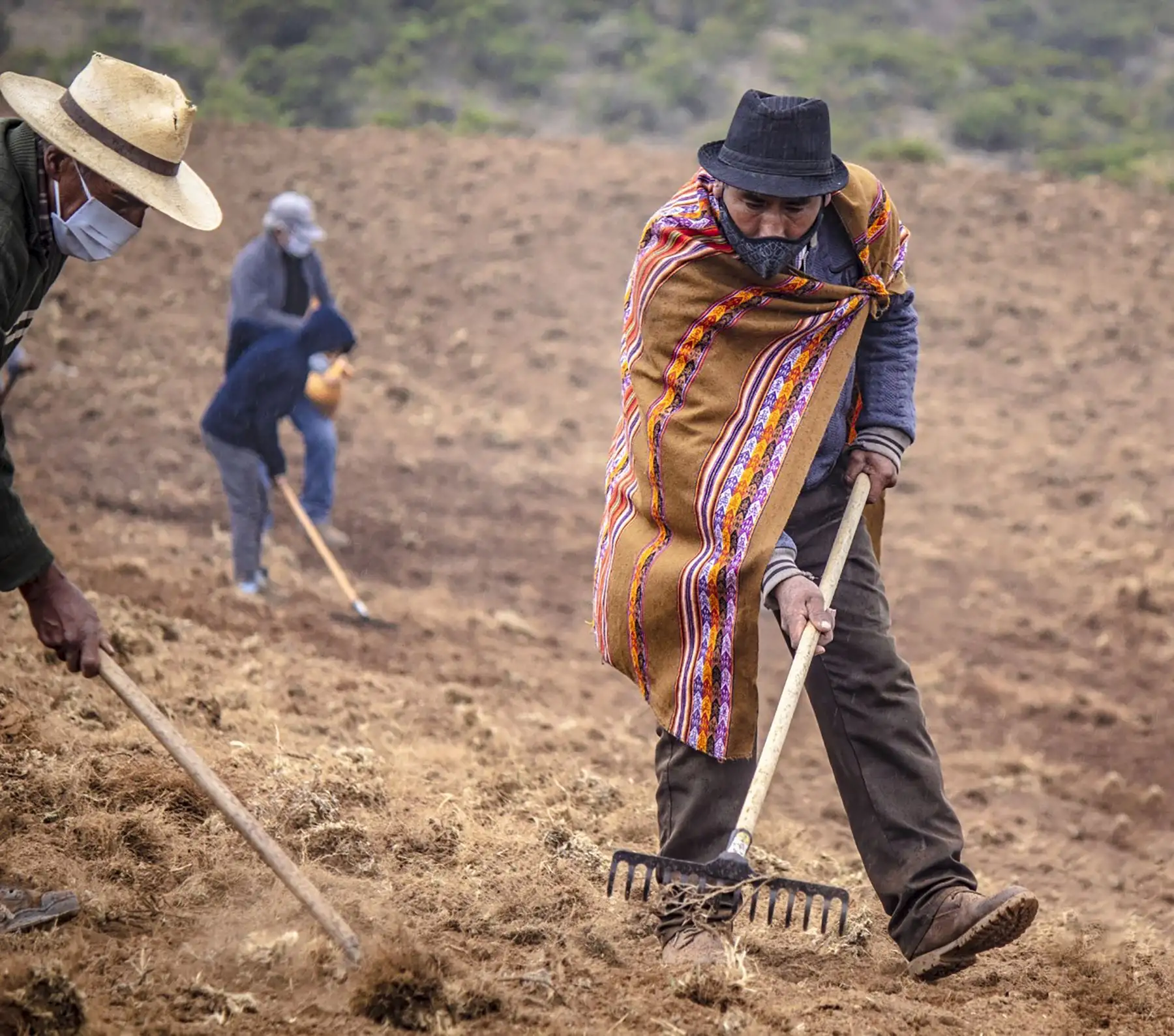 Agro Rural realiza jornada de instalación de semillas de pasto en los distritos de Santa Cruz de Andamarca y 27 de noviembre, como parte de la Campaña de Pastos y Forrajes en la región Lima, provincia de Huaral.* ANDINA/Agro Rural