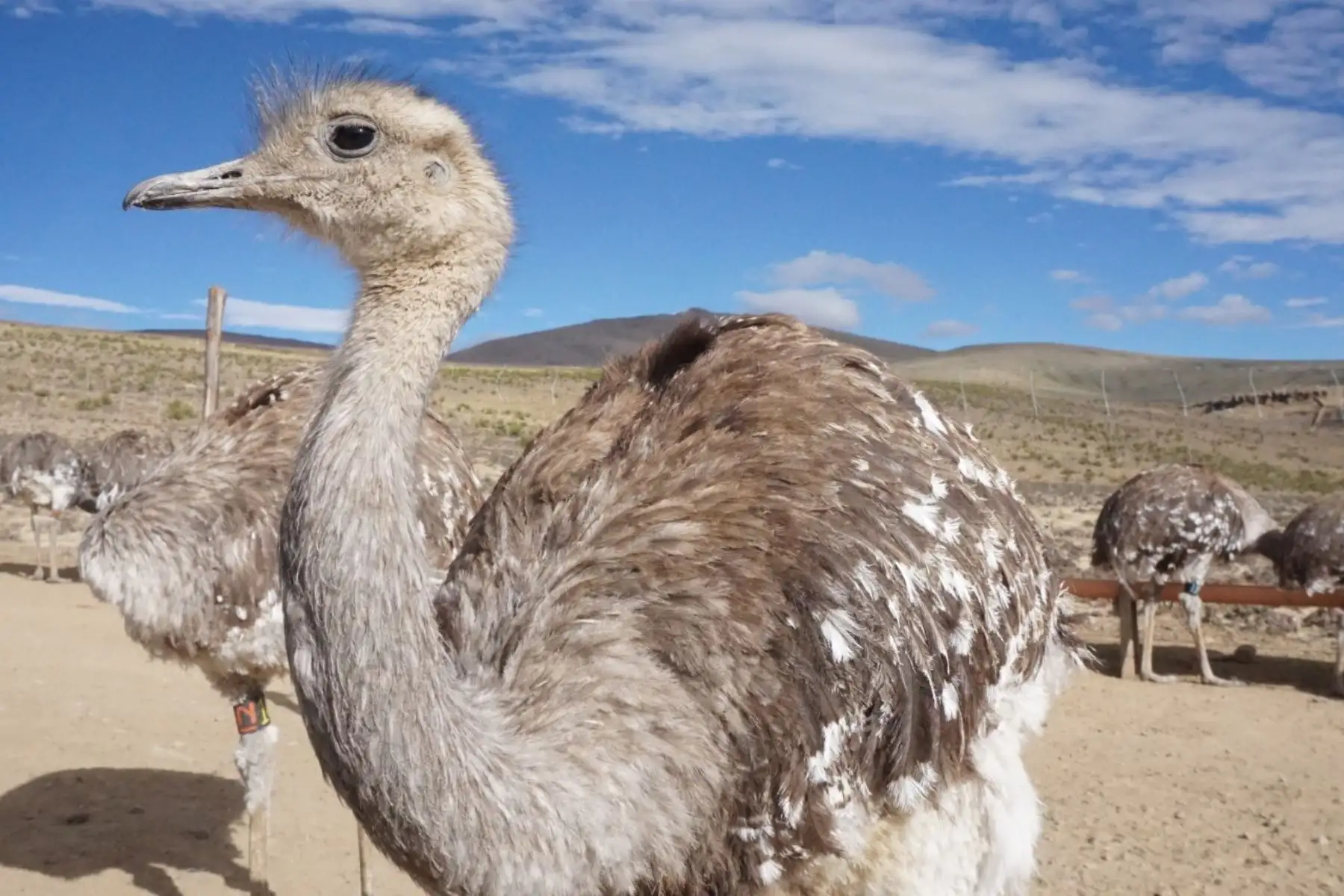 El Servicio Nacional Forestal y de Fauna Silvestre, en alianza con la plataforma de servicios Tambos del Programa Nacional PAIS, capacitó a los pobladores del distrito de Capaso, en Puno, para promover la importancia de la protección y conservación del Suri, el ave terrestre más grande de nuestro país. .Foto:ANDINA/Difusión.