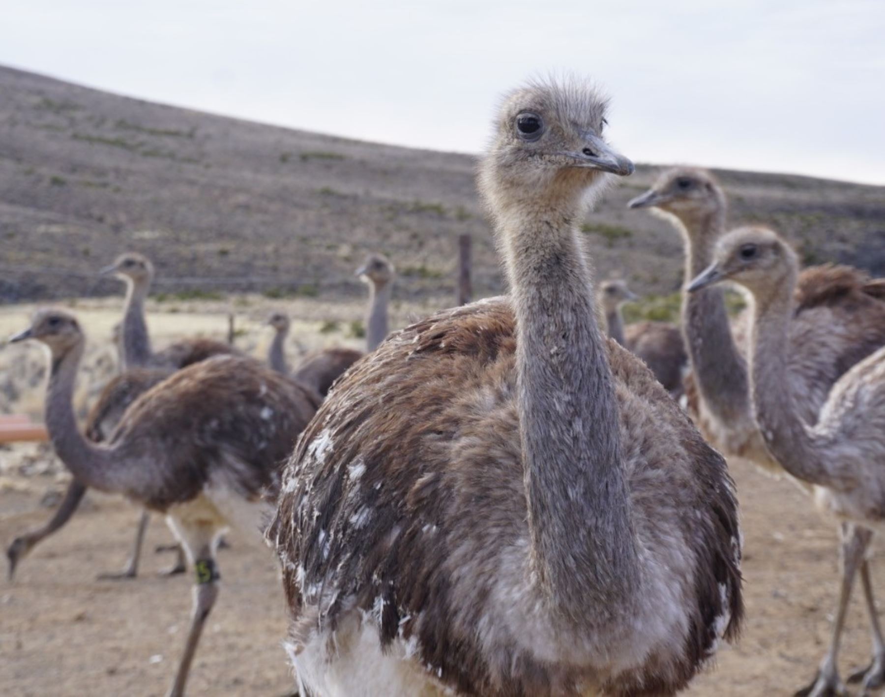 El Serfor pidió a las universidades y centros de investigación realizar un mayor estudio del Suri, el ave más grande del Perú, para contribuir con la conservación de esta especie en peligro de extinción. ANDINA/Difusión