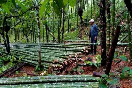 Cajamarca promoverá cultivo, uso y comercialización del bambú
