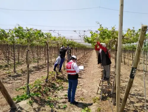 Sunafil envía 50 nuevos inspectores a la región Ica para reforzar su acción fiscalizadora en las empresas agroindustriales y agroexportadoras. ANDINA/Difusión