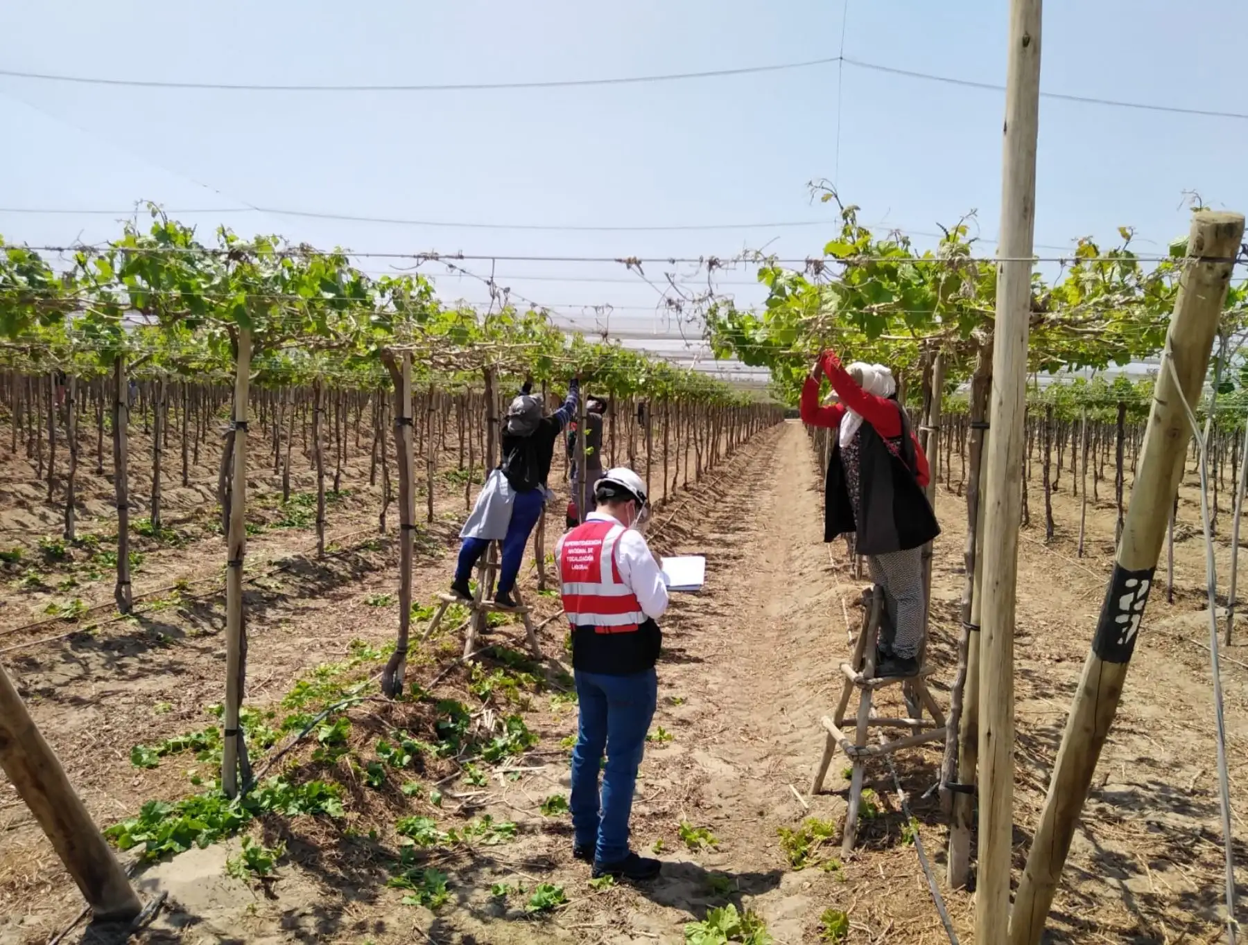 Sunafil envía 50 nuevos inspectores a la región Ica para reforzar su acción fiscalizadora en las empresas agroindustriales y agroexportadoras. ANDINA/Difusión